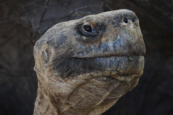 Close-up schildpad